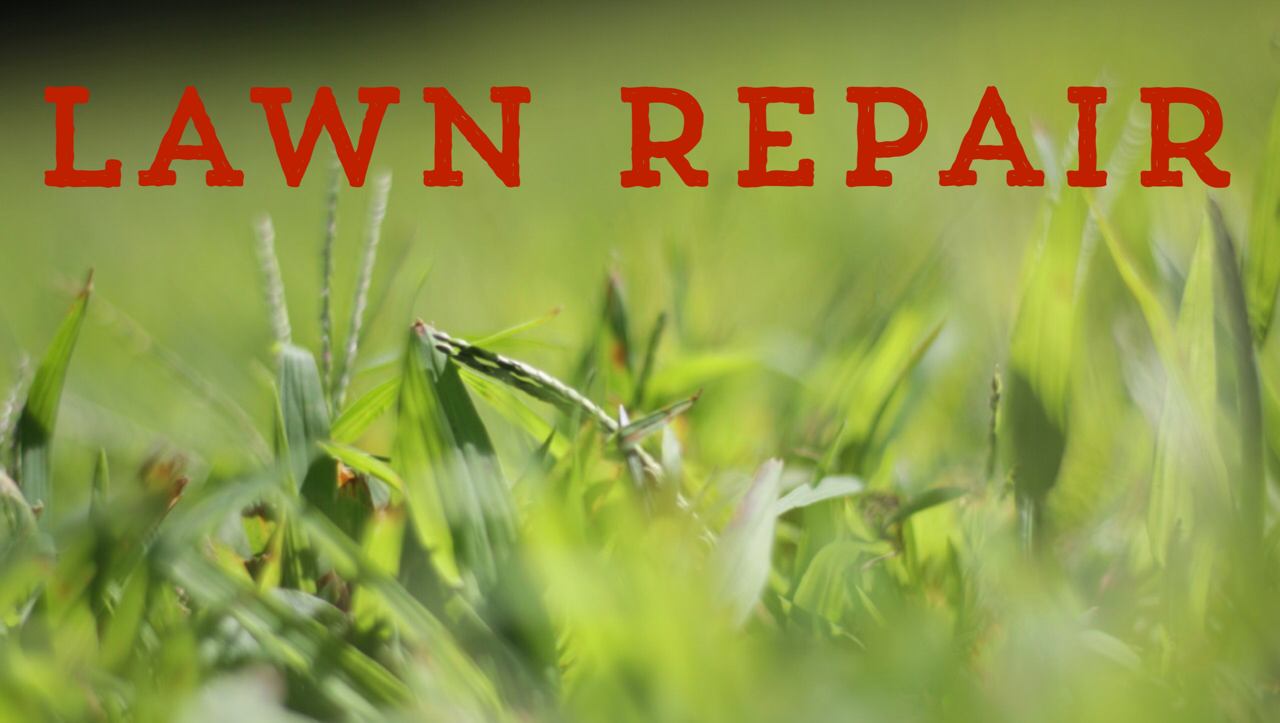 lawn repair service