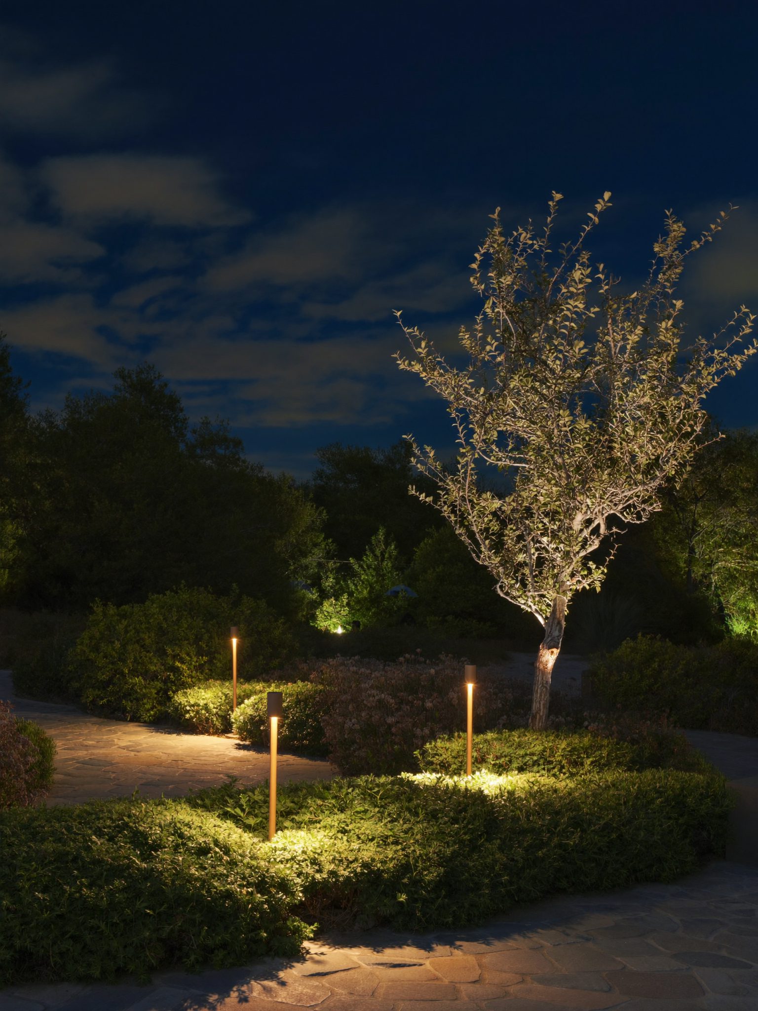 Path lighting through a garden at night