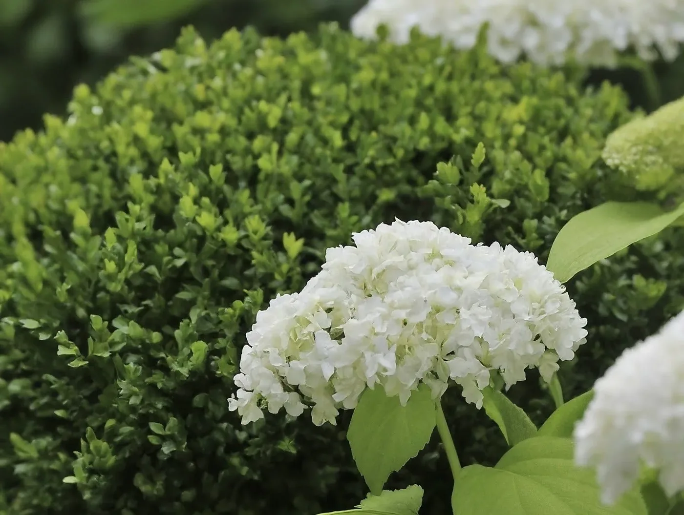 White hydrangeas and boxwood in a BREN Landscaping garden bed