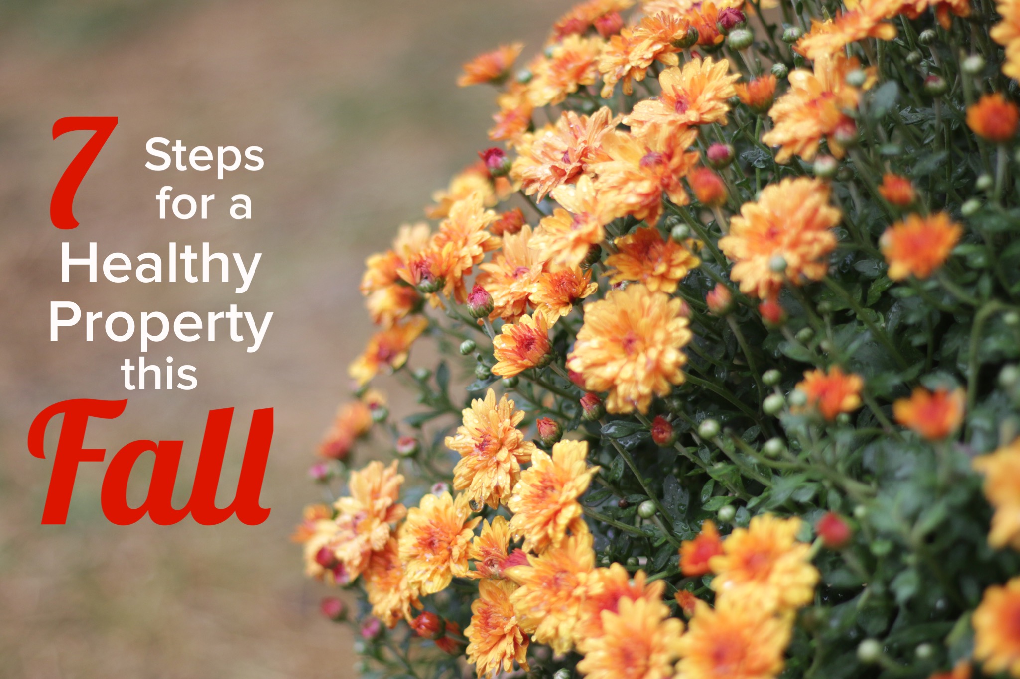 7 Fall Cleanup Steps For a Healthier Lawn and Property this Fall BREN